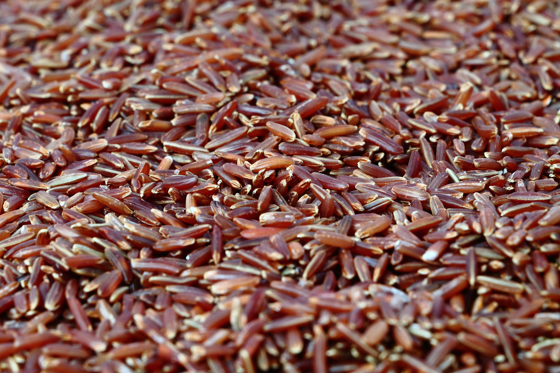 Navara (Red Rice)