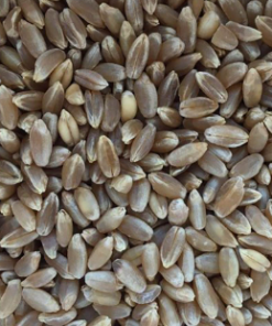 Organic Black Wheat